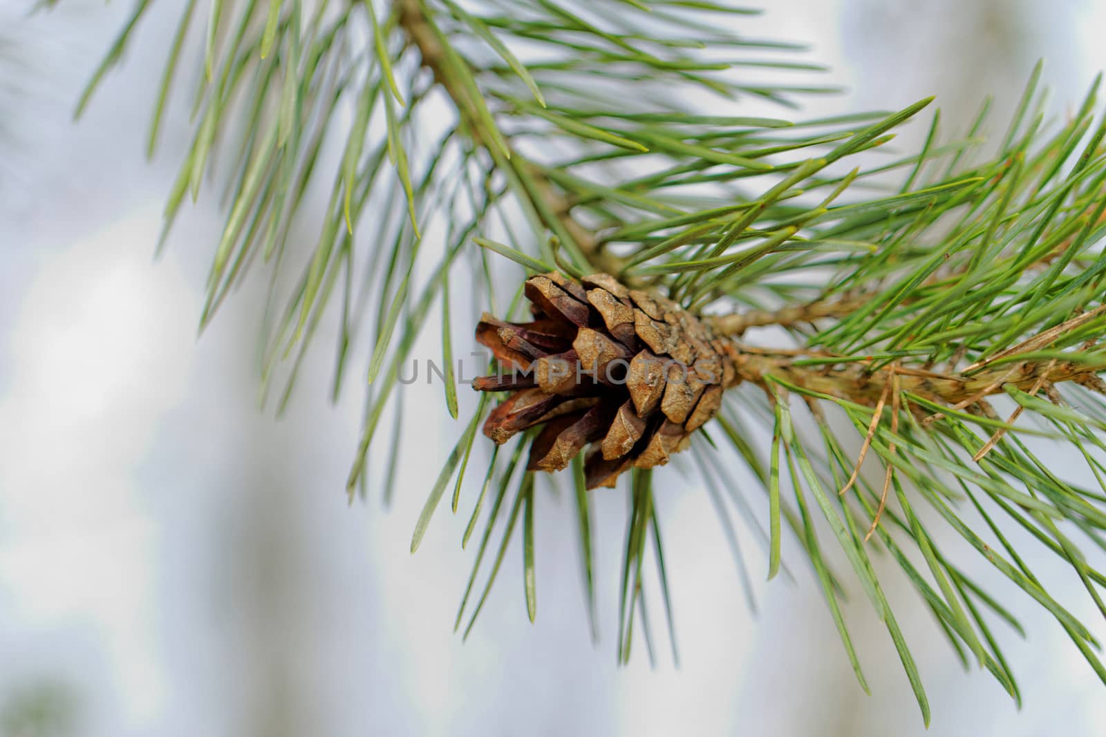 pine cone, on pine branch