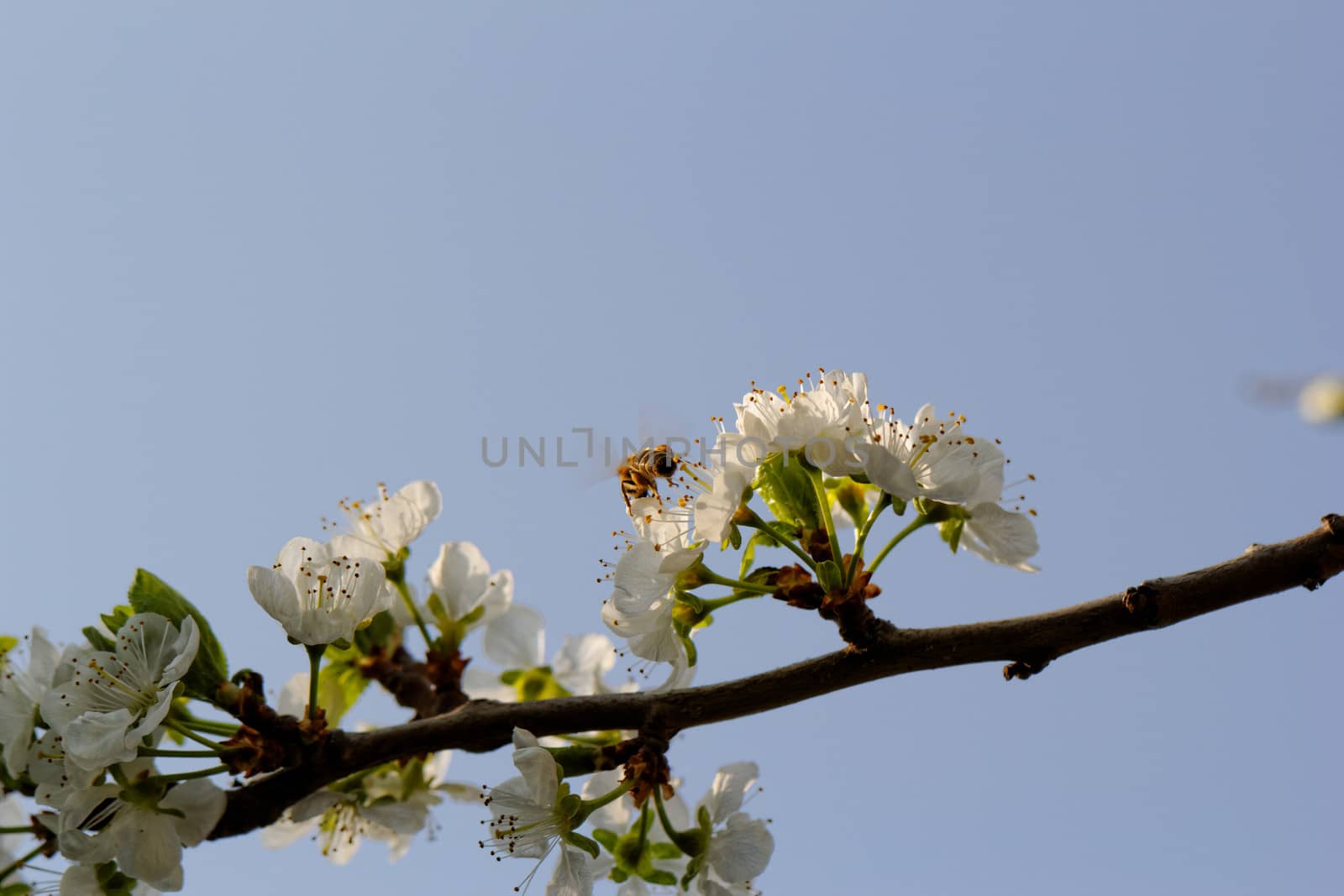 blossom cherry tree with bee by NagyDodo