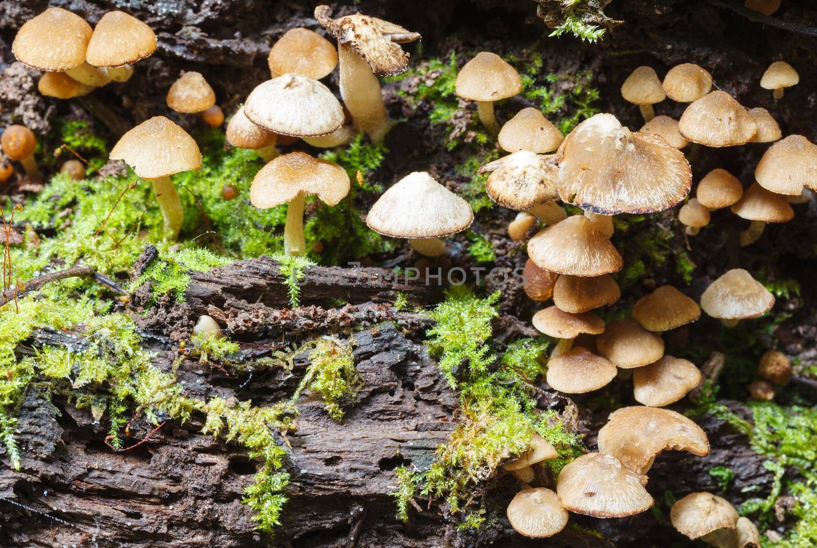 small mushrooms by panyajampatong