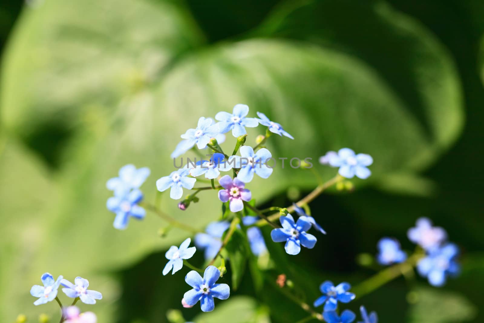 Forget-me-not close up by sfinks