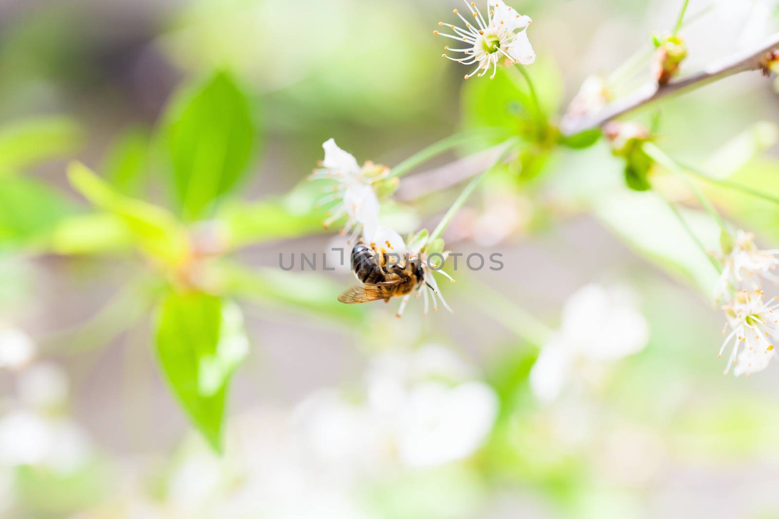 A honey bee on a cherry by sfinks