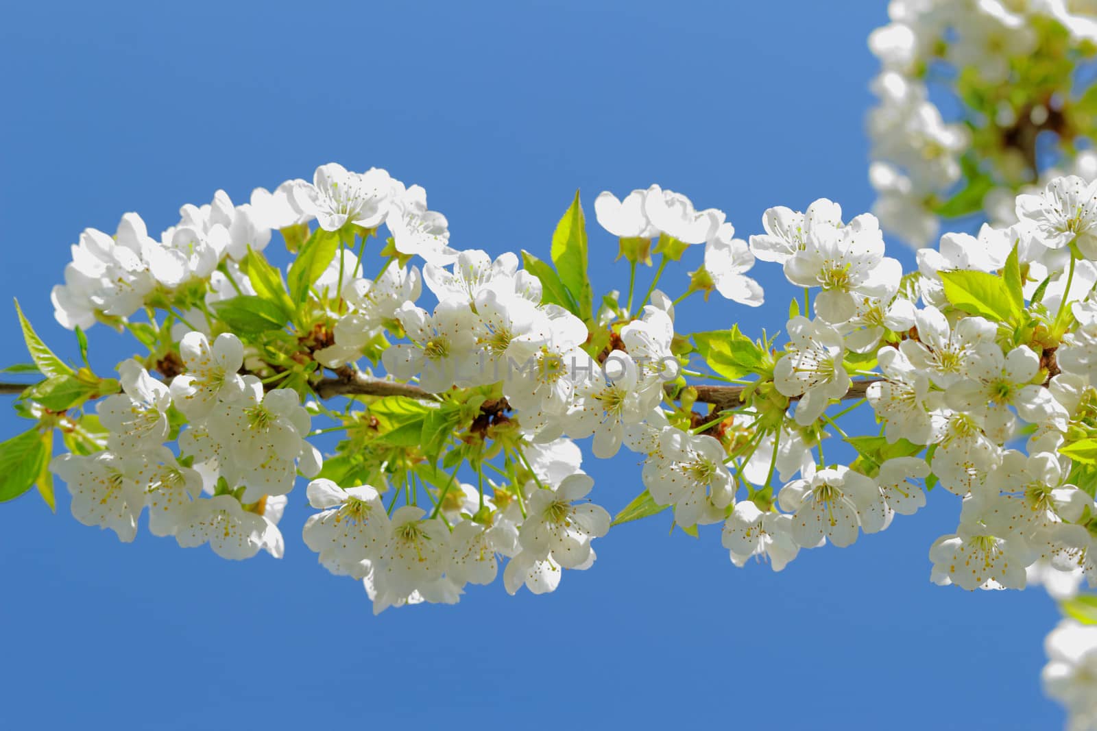 beautyful blossom cherry tree