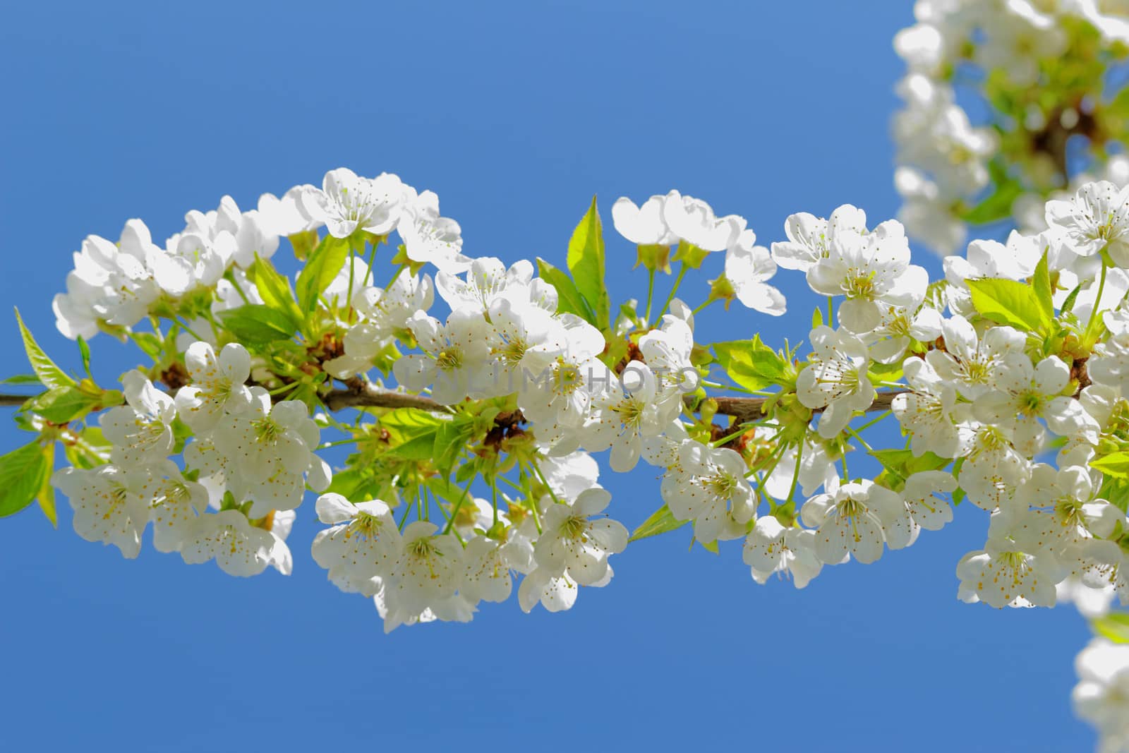 blossom cherry tree by NagyDodo