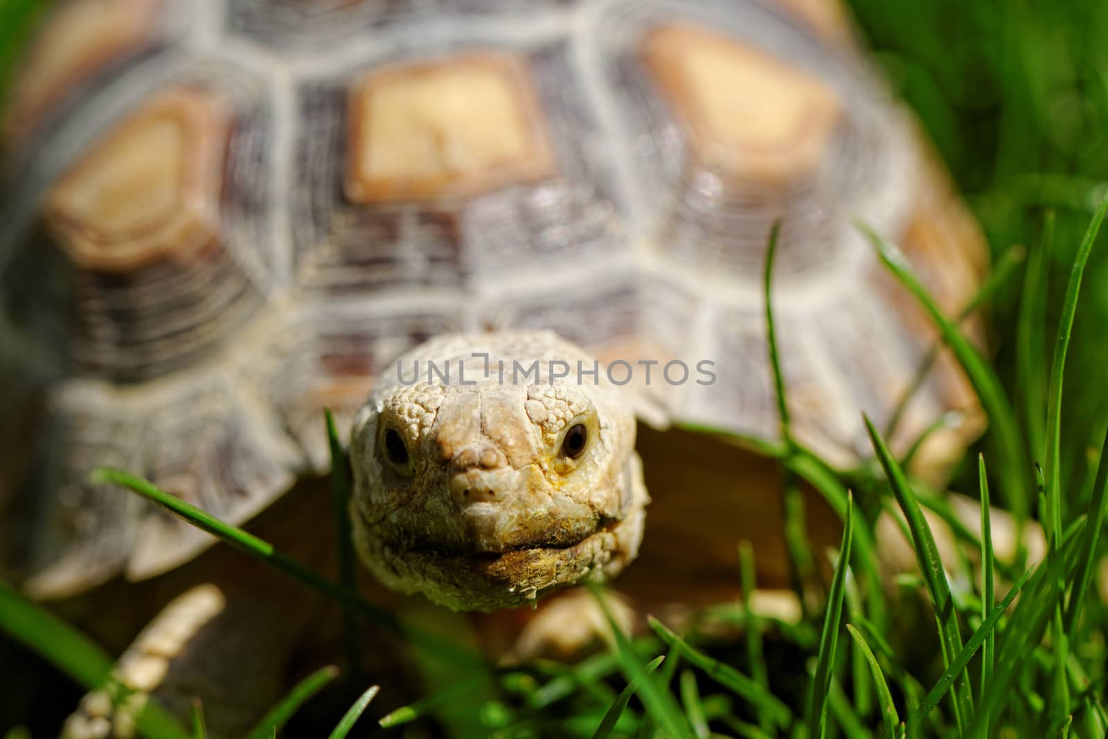 African Spurred Tortoise (Geochelone sulcata) in the garden