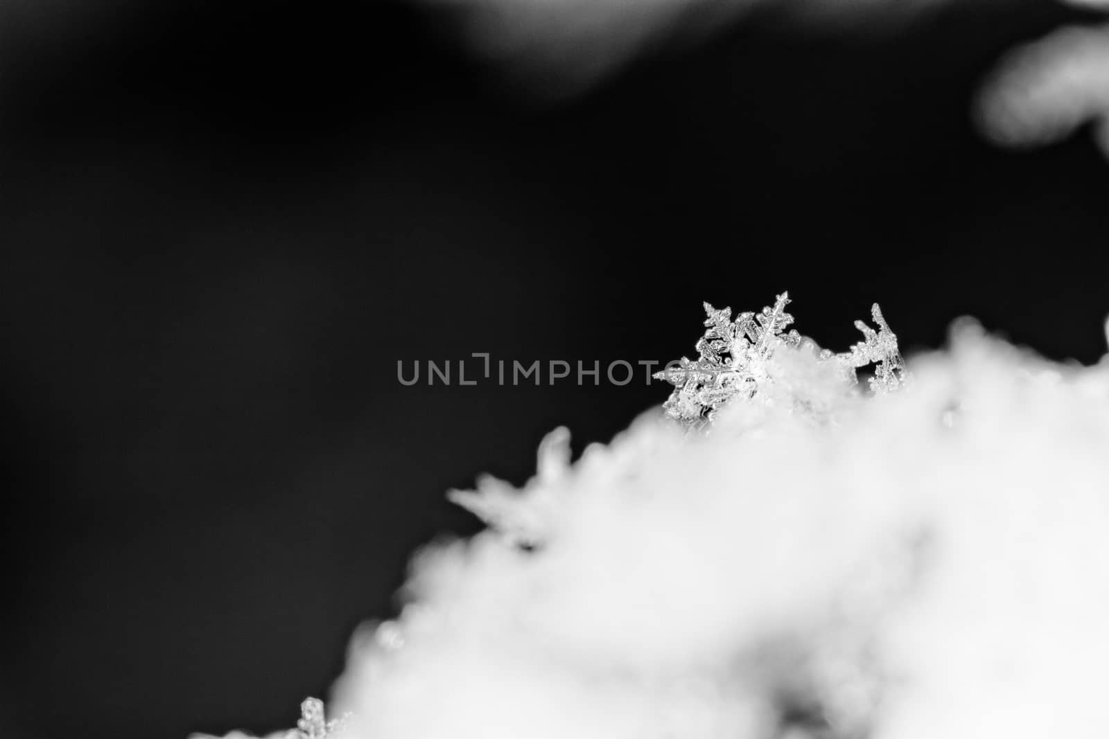 beauty white snowflake crystals on dark background