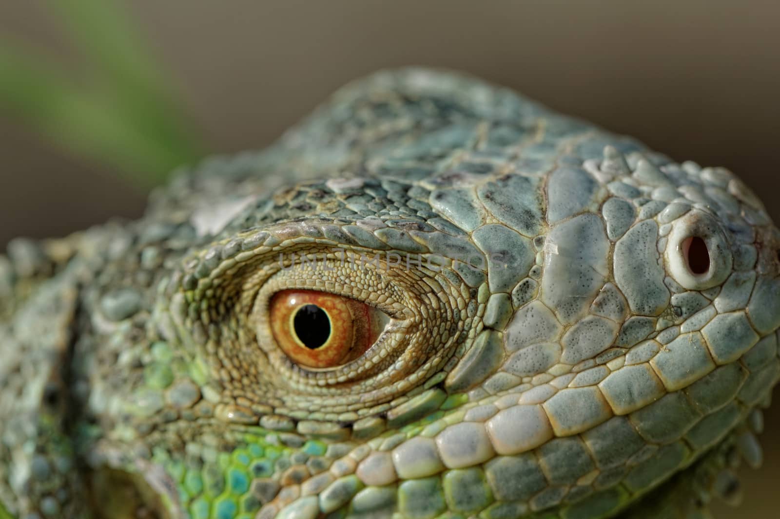 macro of a fantastic green iguana head