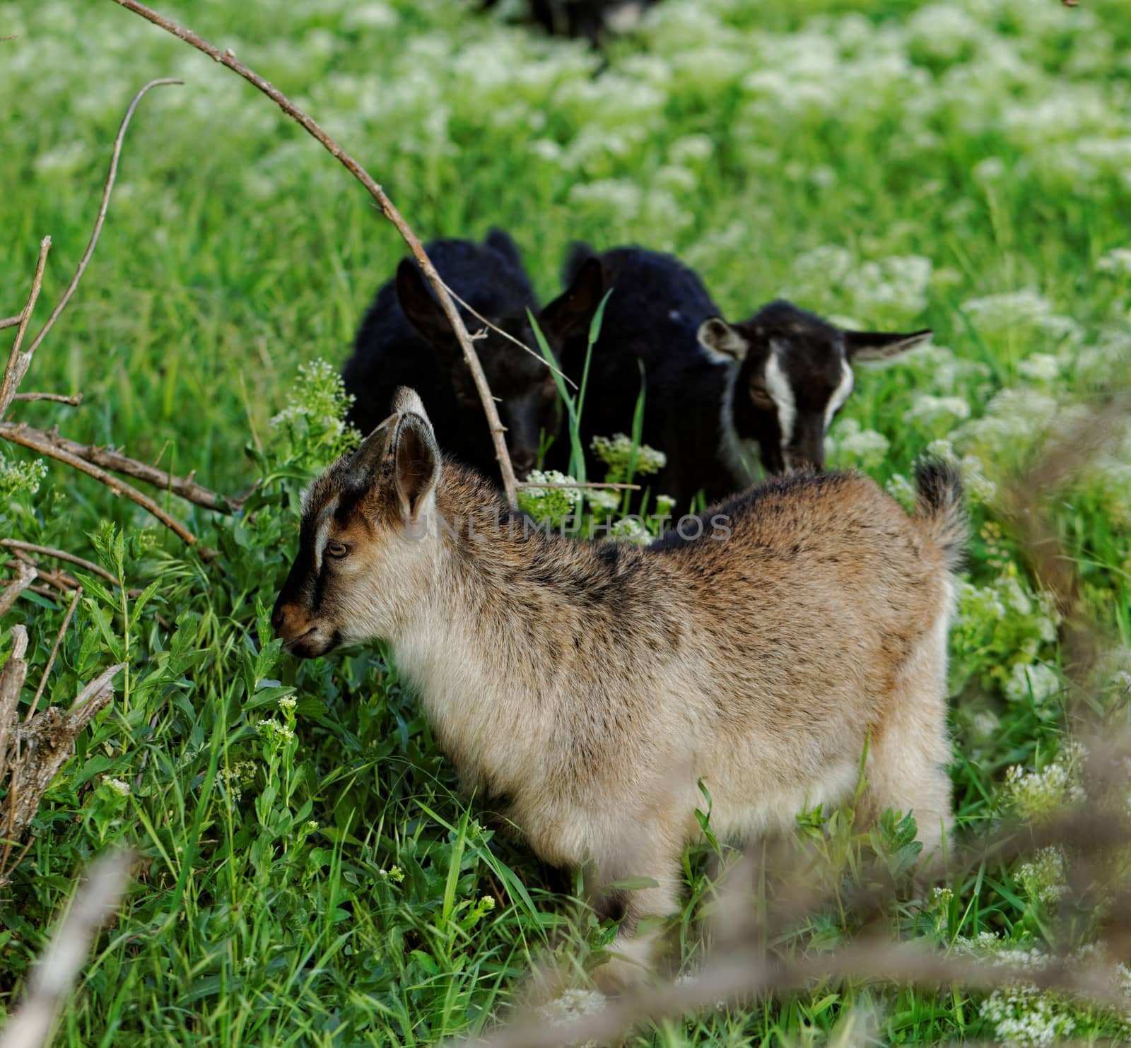 Goats grazing in the meadow