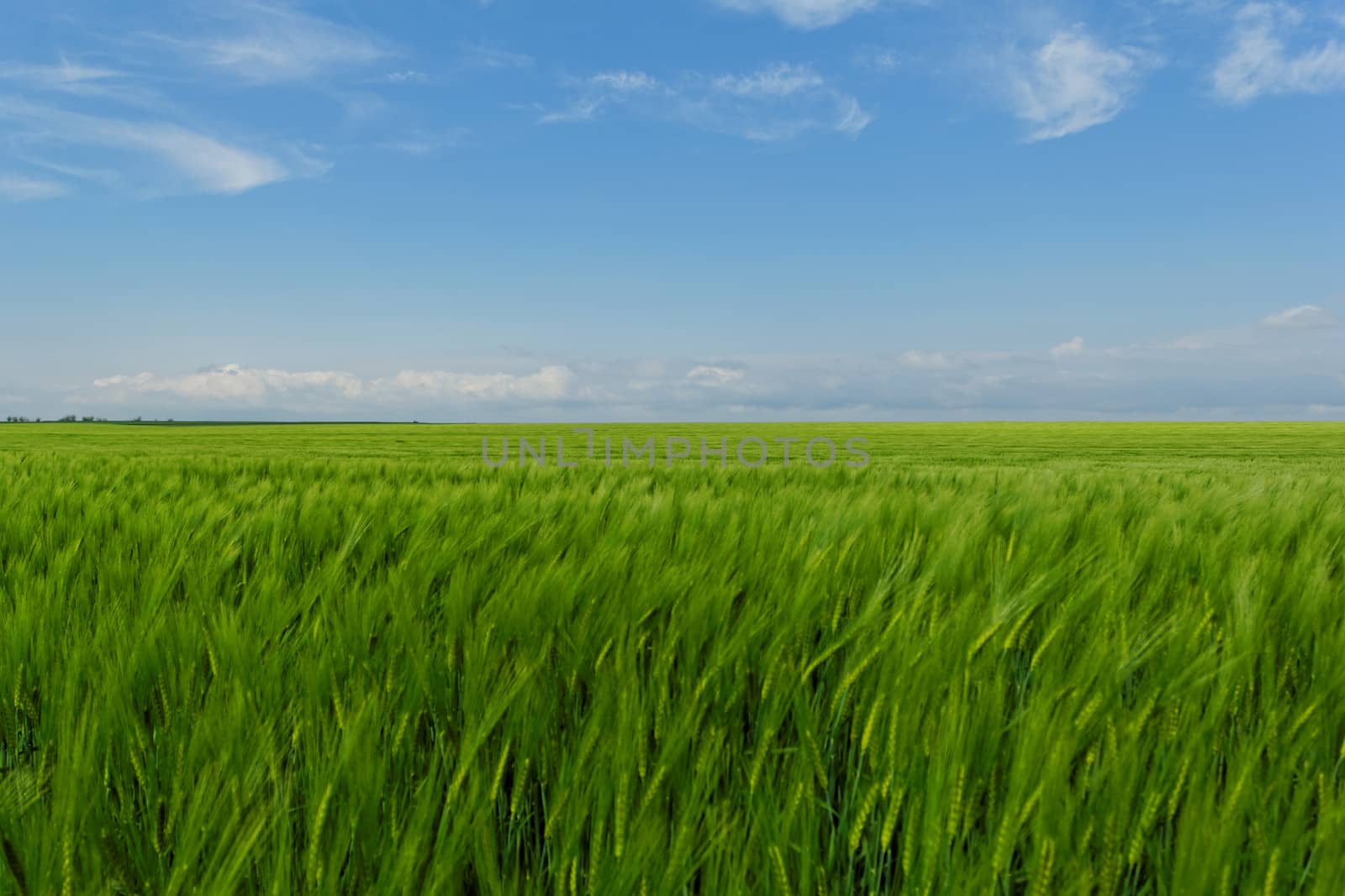 wheat field under the blue cloudy sky by NagyDodo