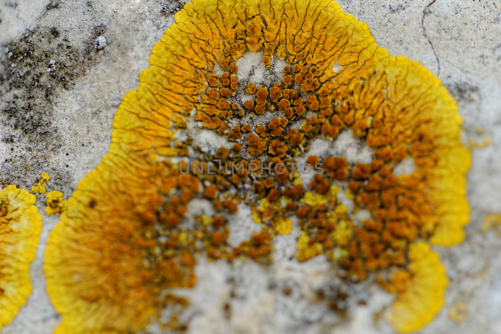 mushroom on the rocks by NagyDodo