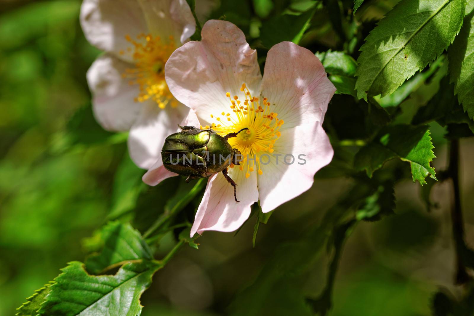 close up about copper flower beetle on flower (Protaetia fieberi)