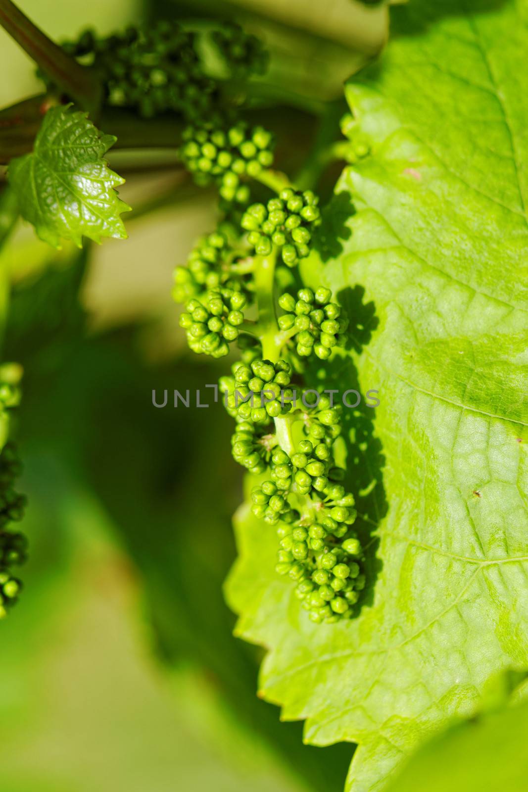 baby green grapes on the vine