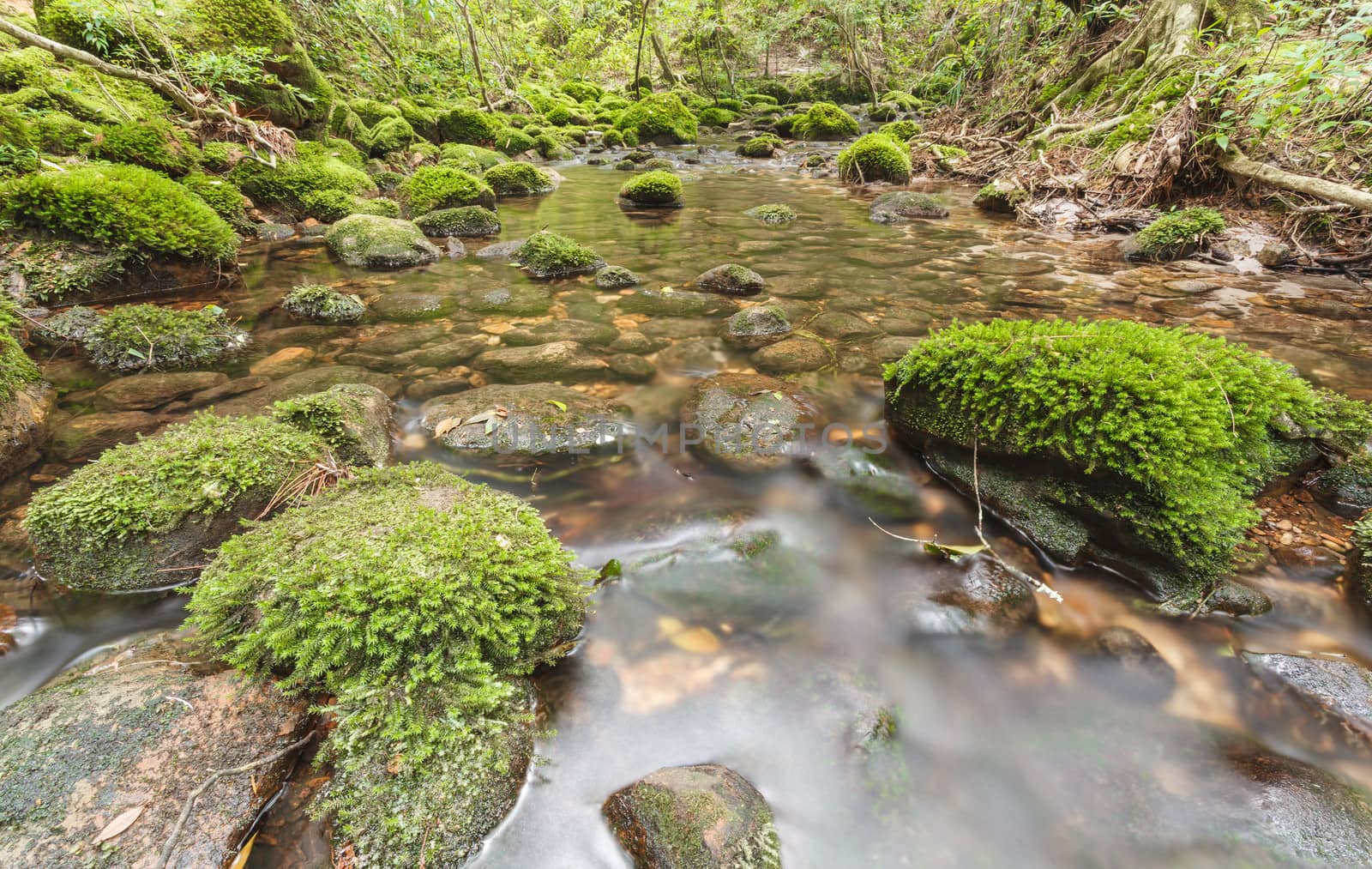 Moss covered rocks in river by panyajampatong