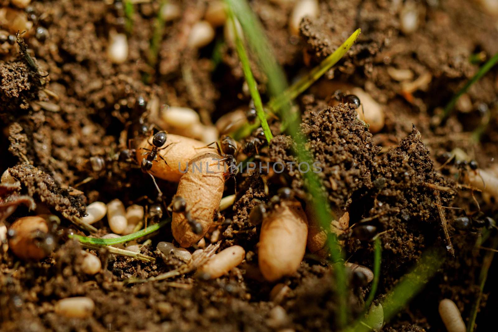 in the anthill moving ants the eggs