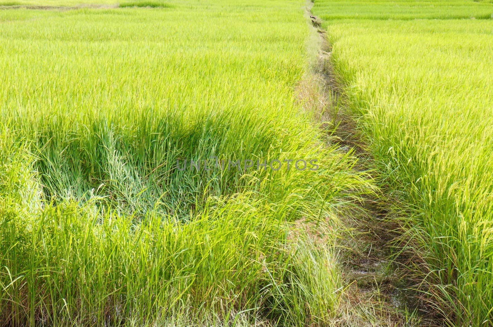 Path in Green field