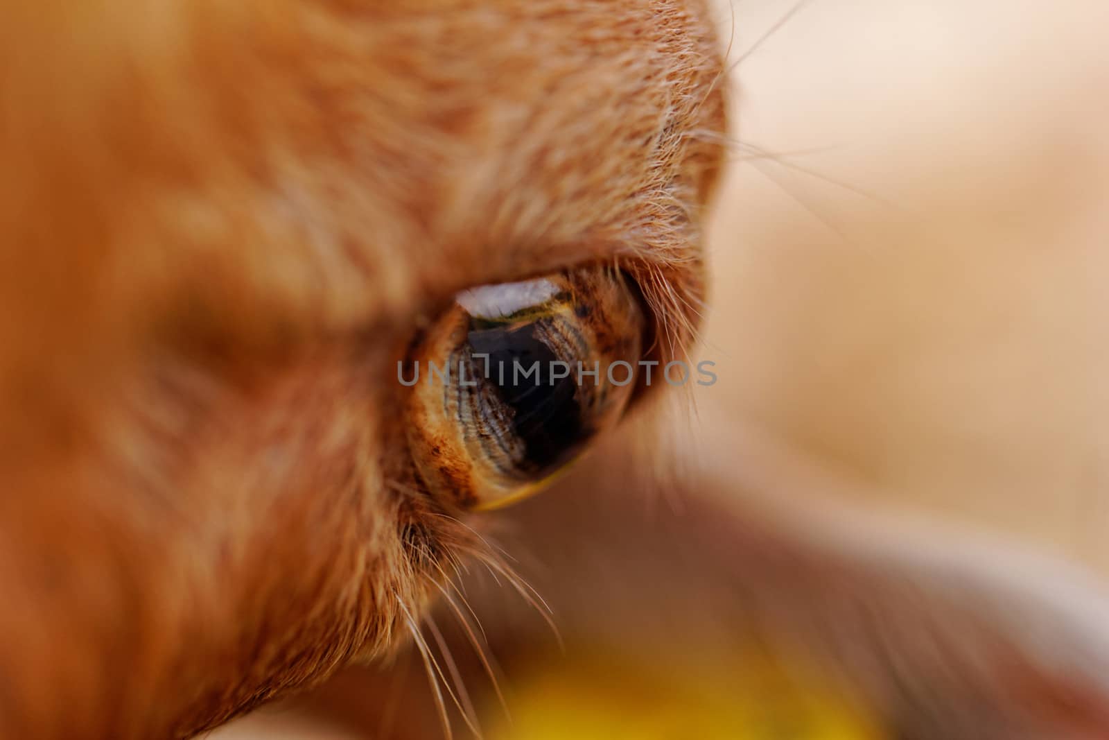 close up picture about yellow goats eye