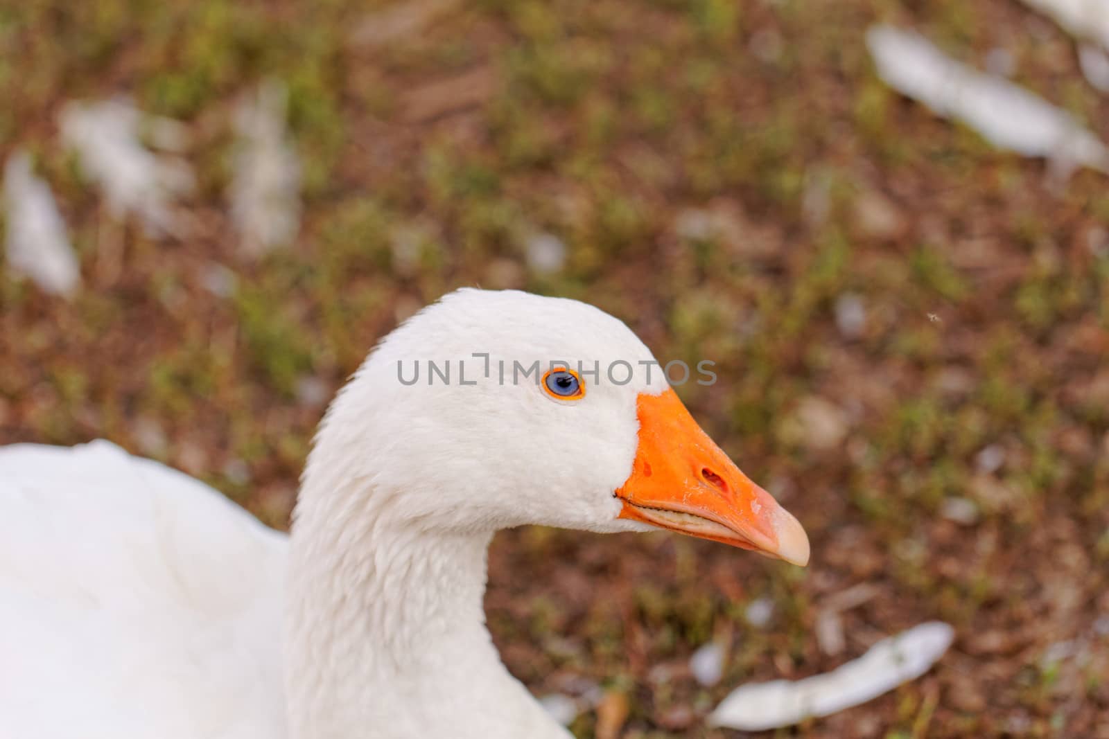 White geese with blue eyes, in farm