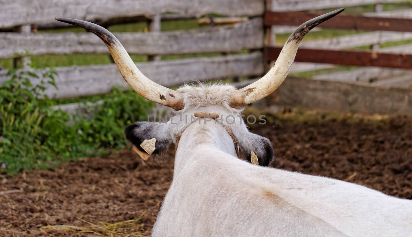 Ruminant Hungarian gray cattle bull in the corral from back