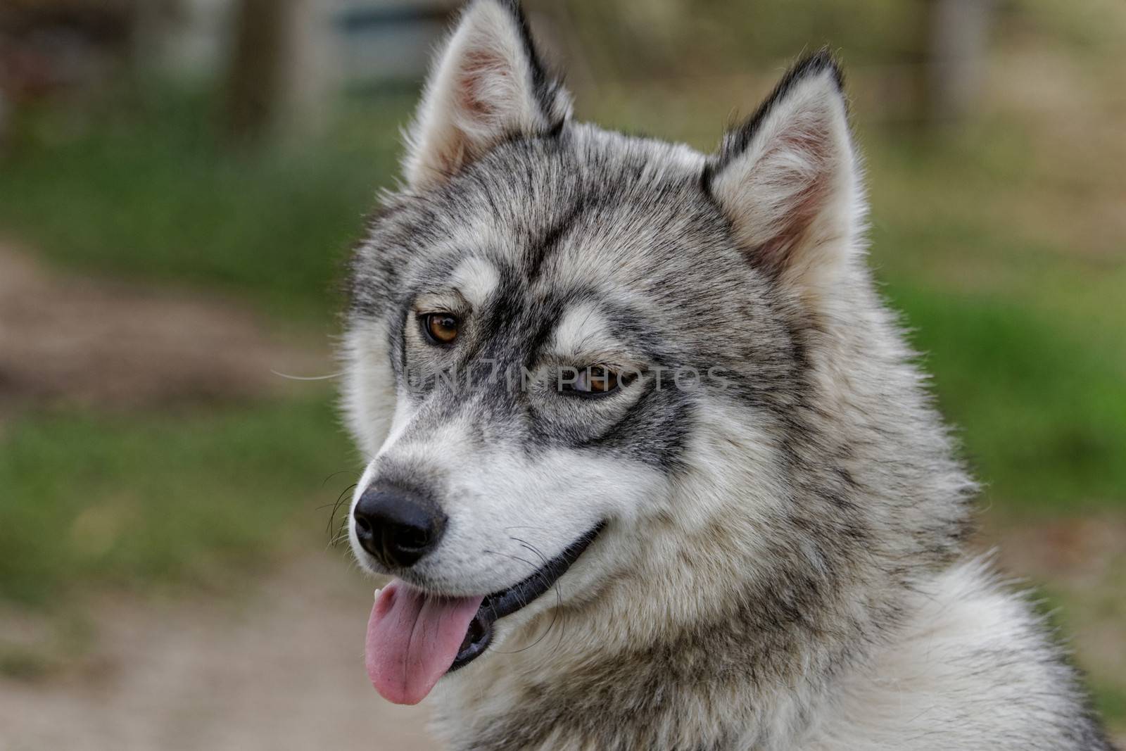 portrait of a beautiful husky dog with brown eyes