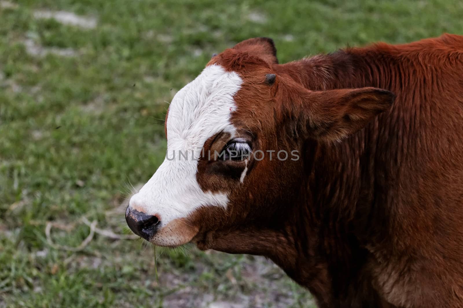 motley cow graze in a field (free range)