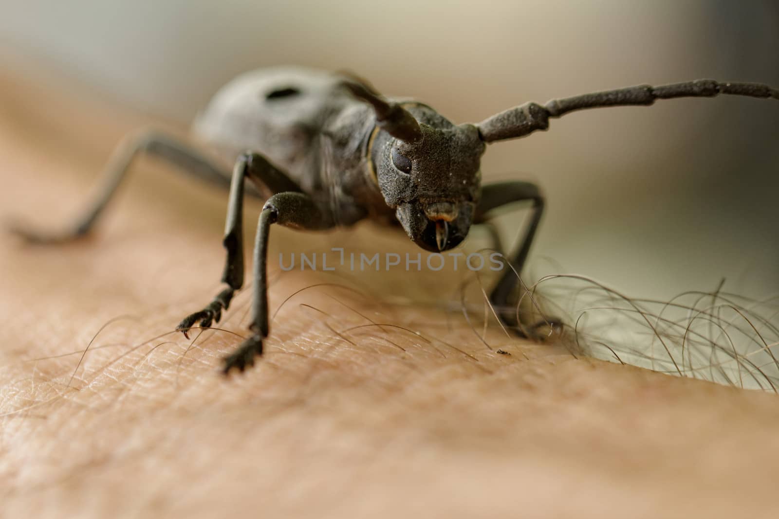 The Capricorn Beetle by NagyDodo