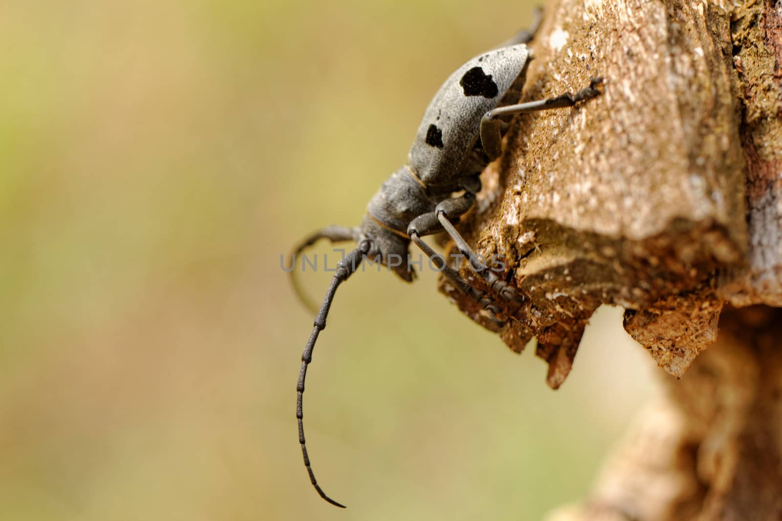 Macro portrait of the Capricorn Beetle in the nature