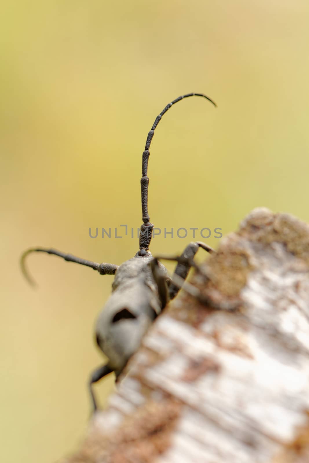 Macro photo of the Capricorn Beetle in the nature from back