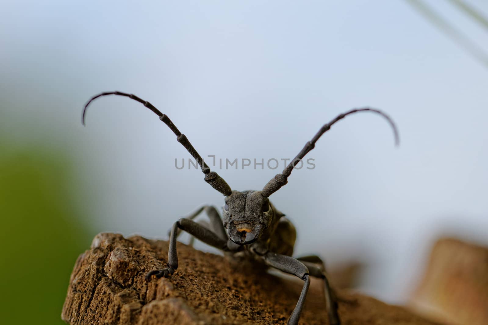 Macro photo of the Capricorn Beetle in the nature from back