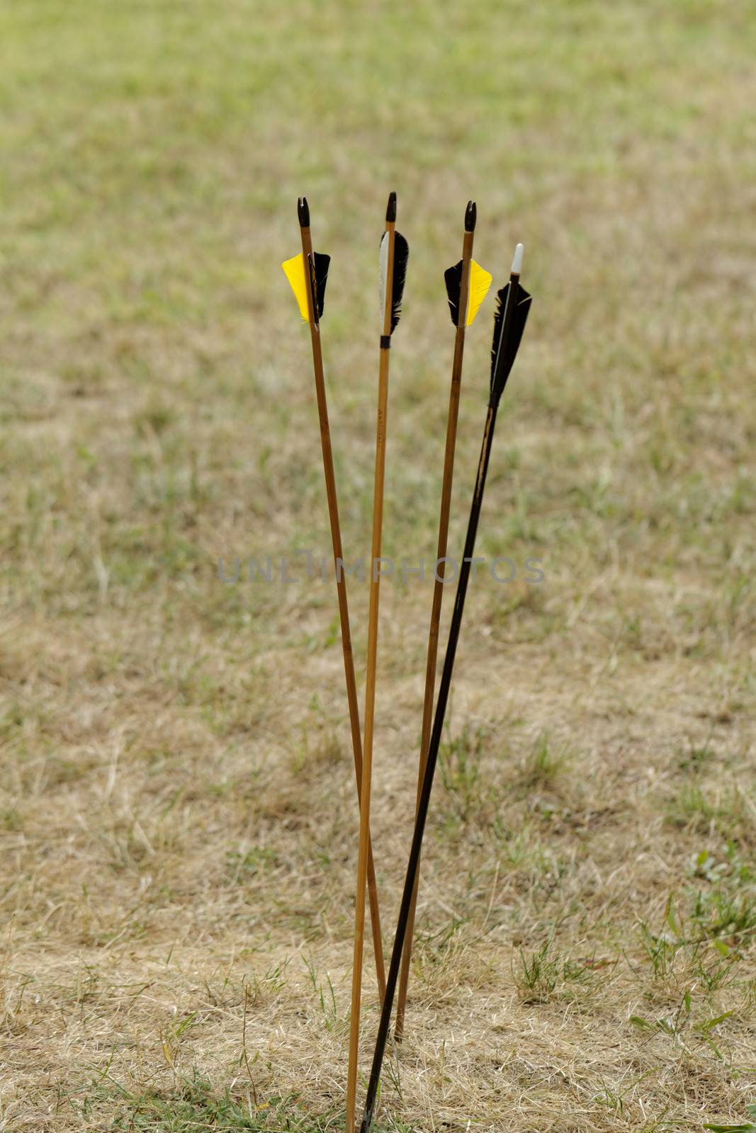 arrows in nature by NagyDodo