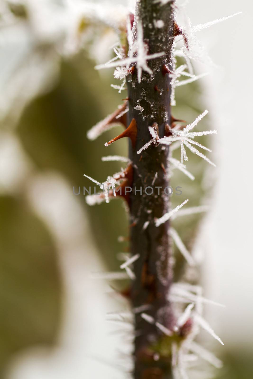 rime on rose thorn by NagyDodo