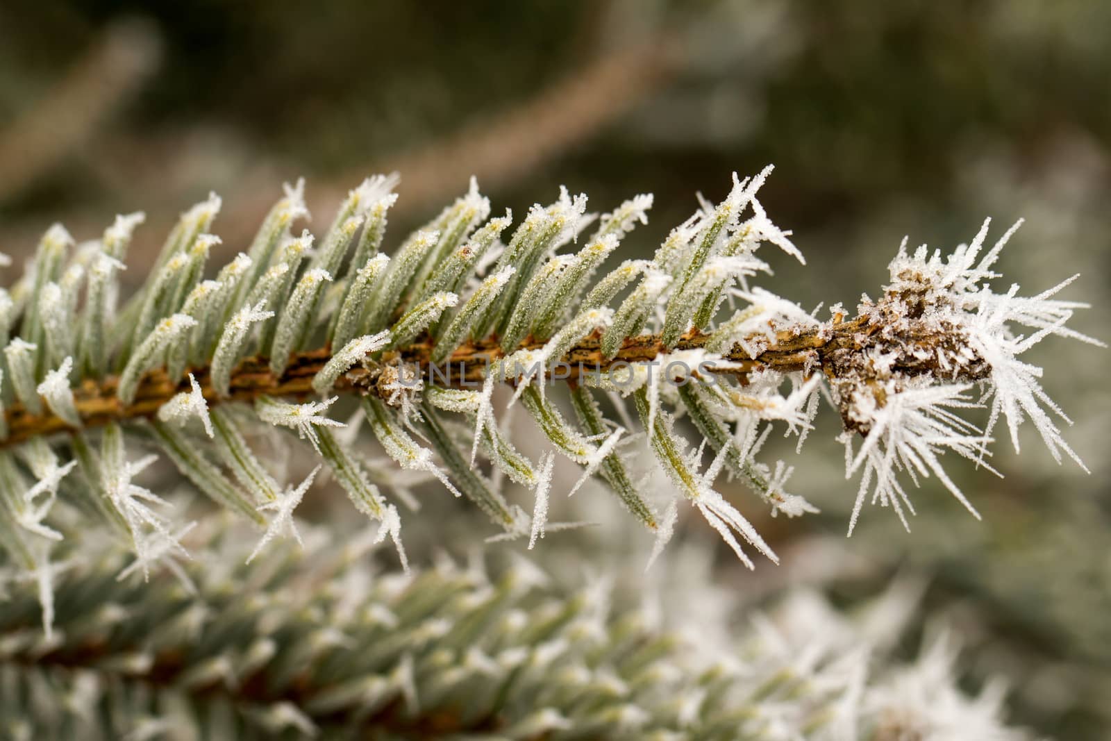 rime or hoarfrost on a silver pine branch