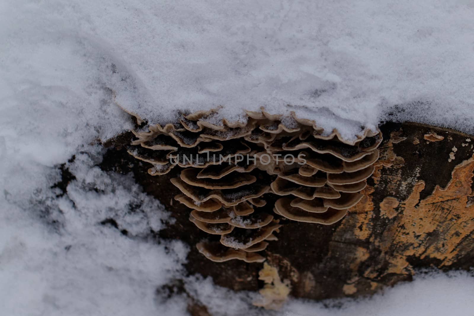 tinder fungus on the trunk by NagyDodo