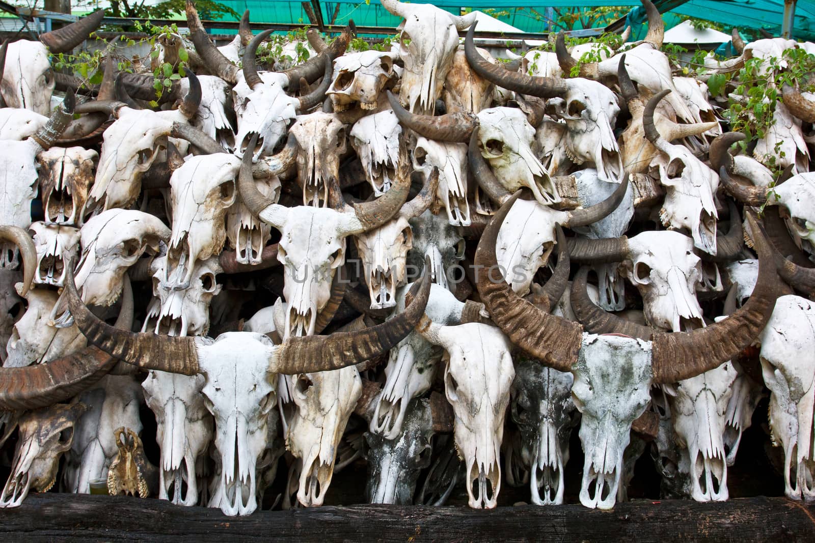 Buffalo skull in Temple of Thailand