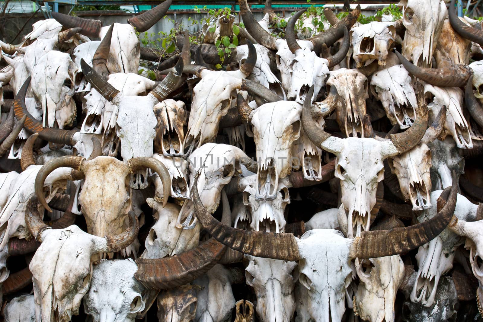 Buffalo skull in Temple of Thailand