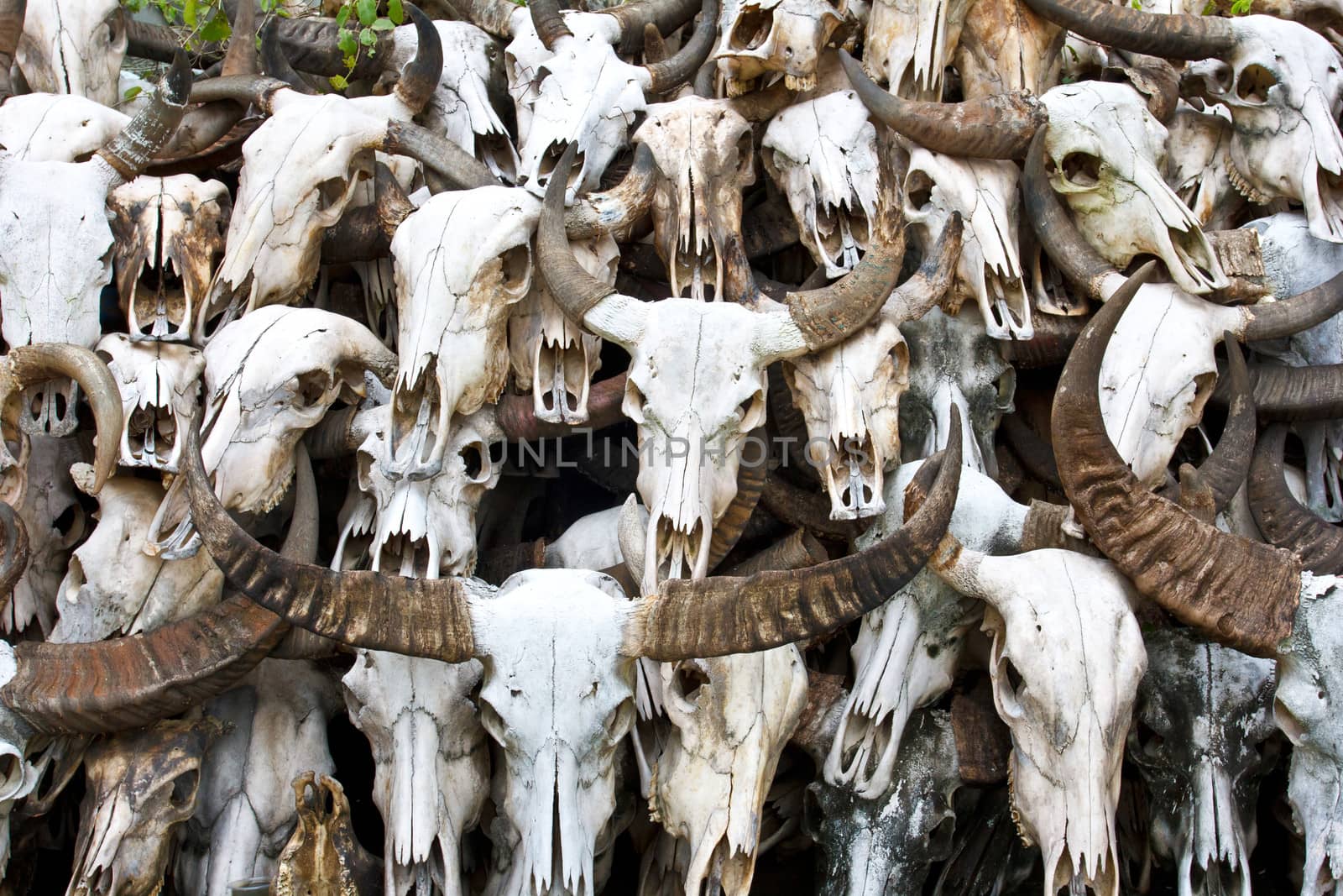 Buffalo skull in Temple of Thailand