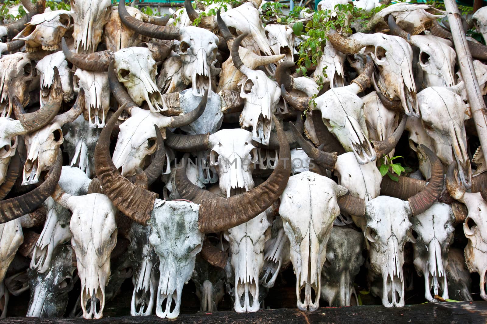 Buffalo skull in Temple of Thailand