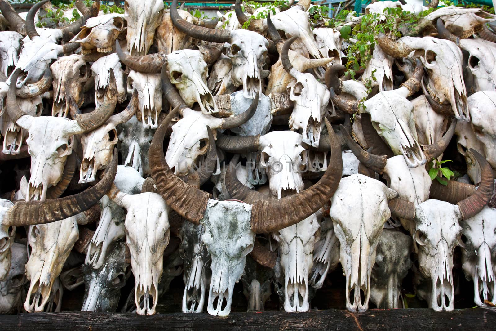 Buffalo skull in Temple of Thailand