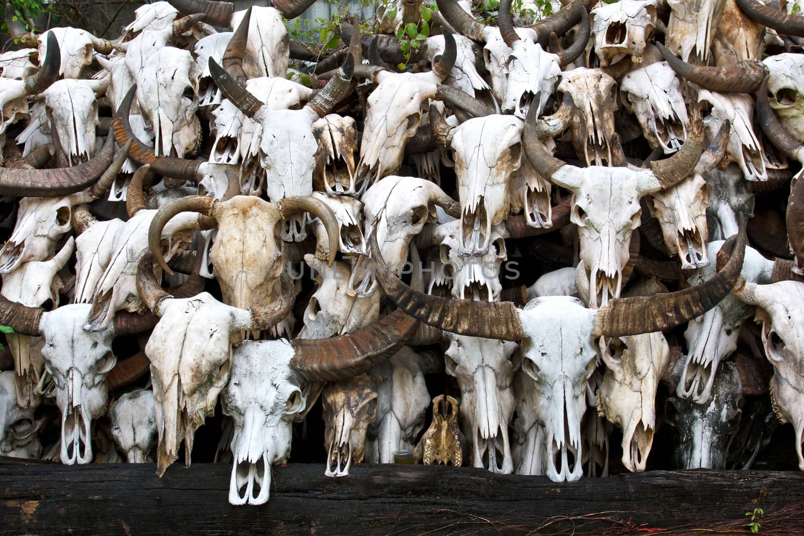 Buffalo skull in Temple of Thailand