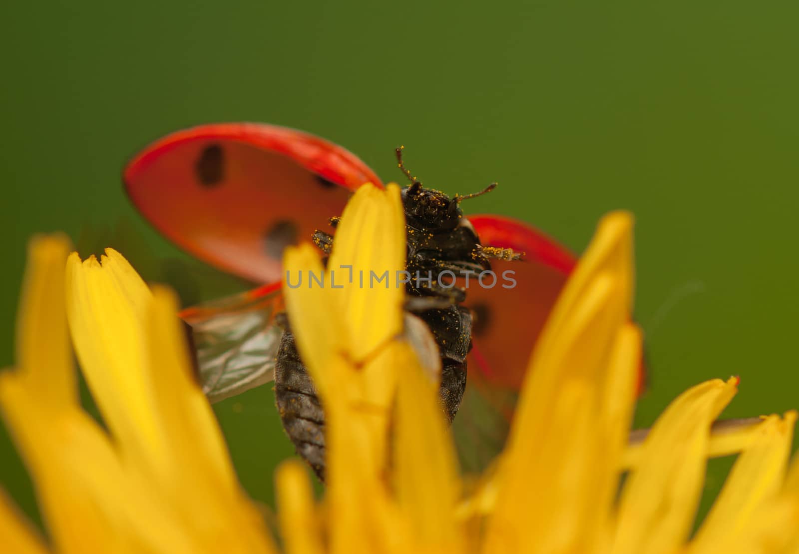 Ladybug