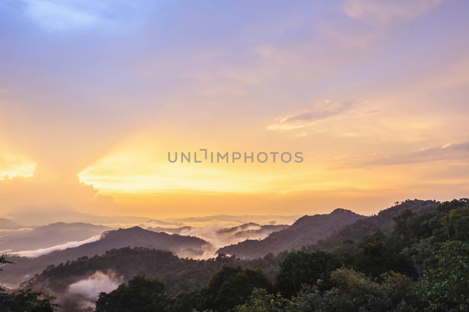 Twilight landscape in rain forest. by ngungfoto