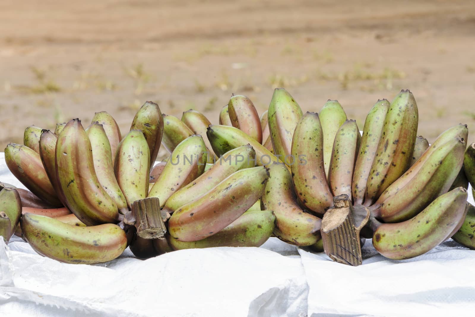 Purplish bananas are native species in local market in Thailand. by ngungfoto