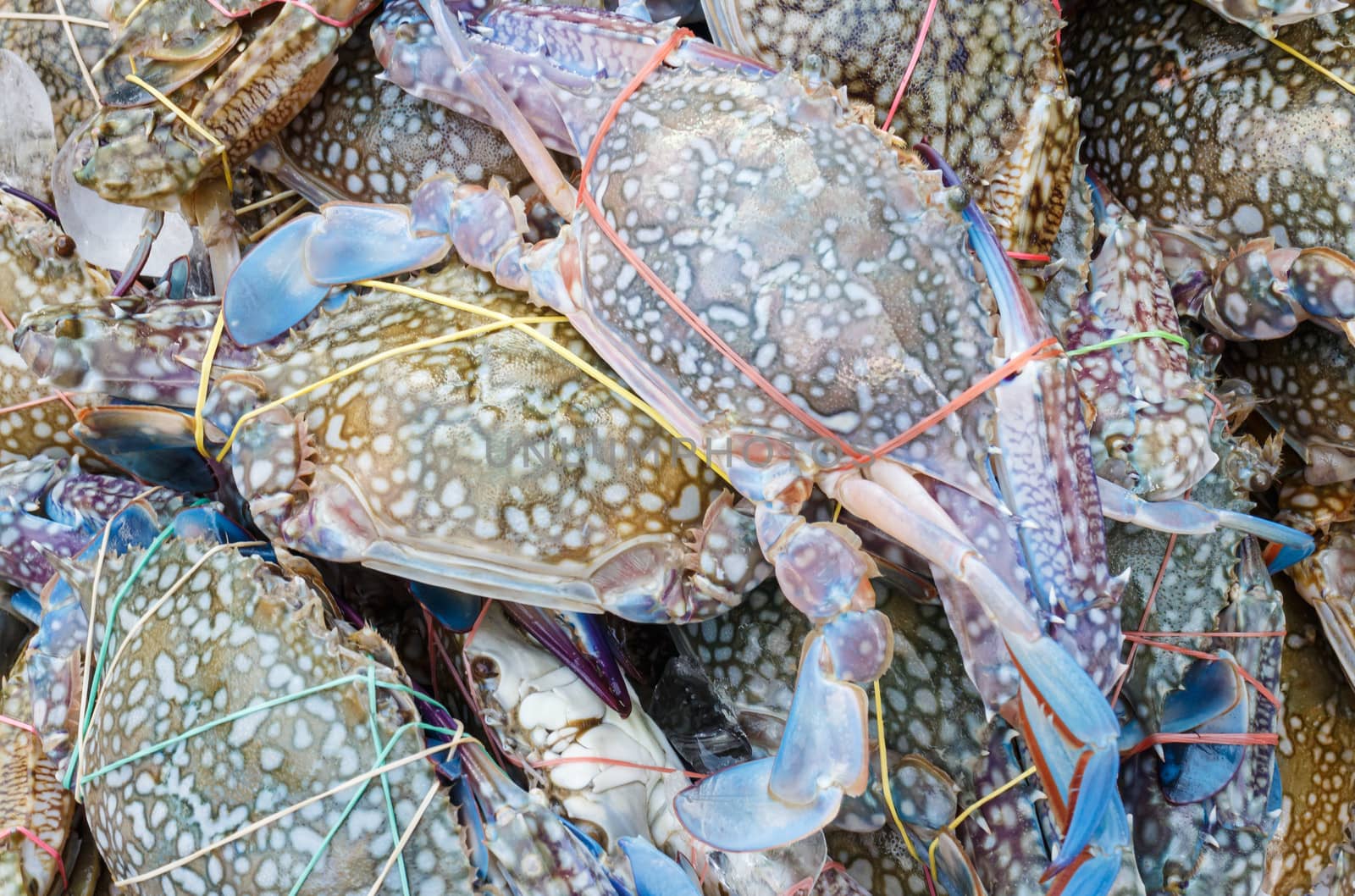 Fresh blue crab at a seafood market