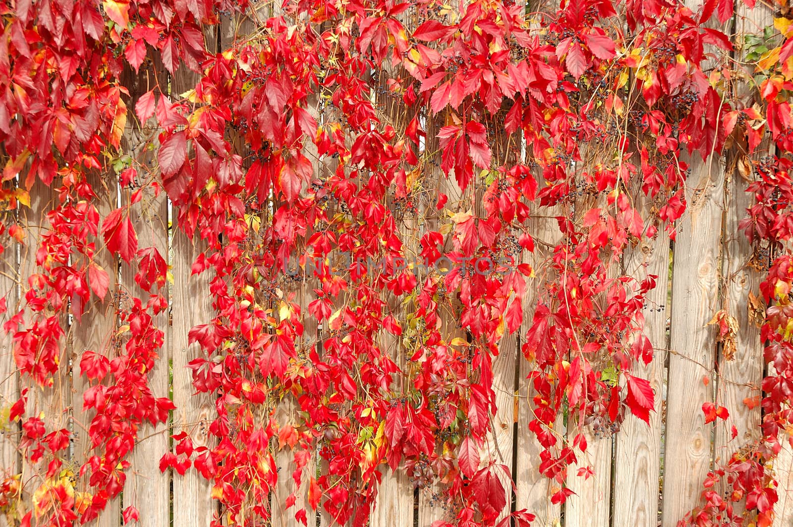 Red plants on brown wooden fence