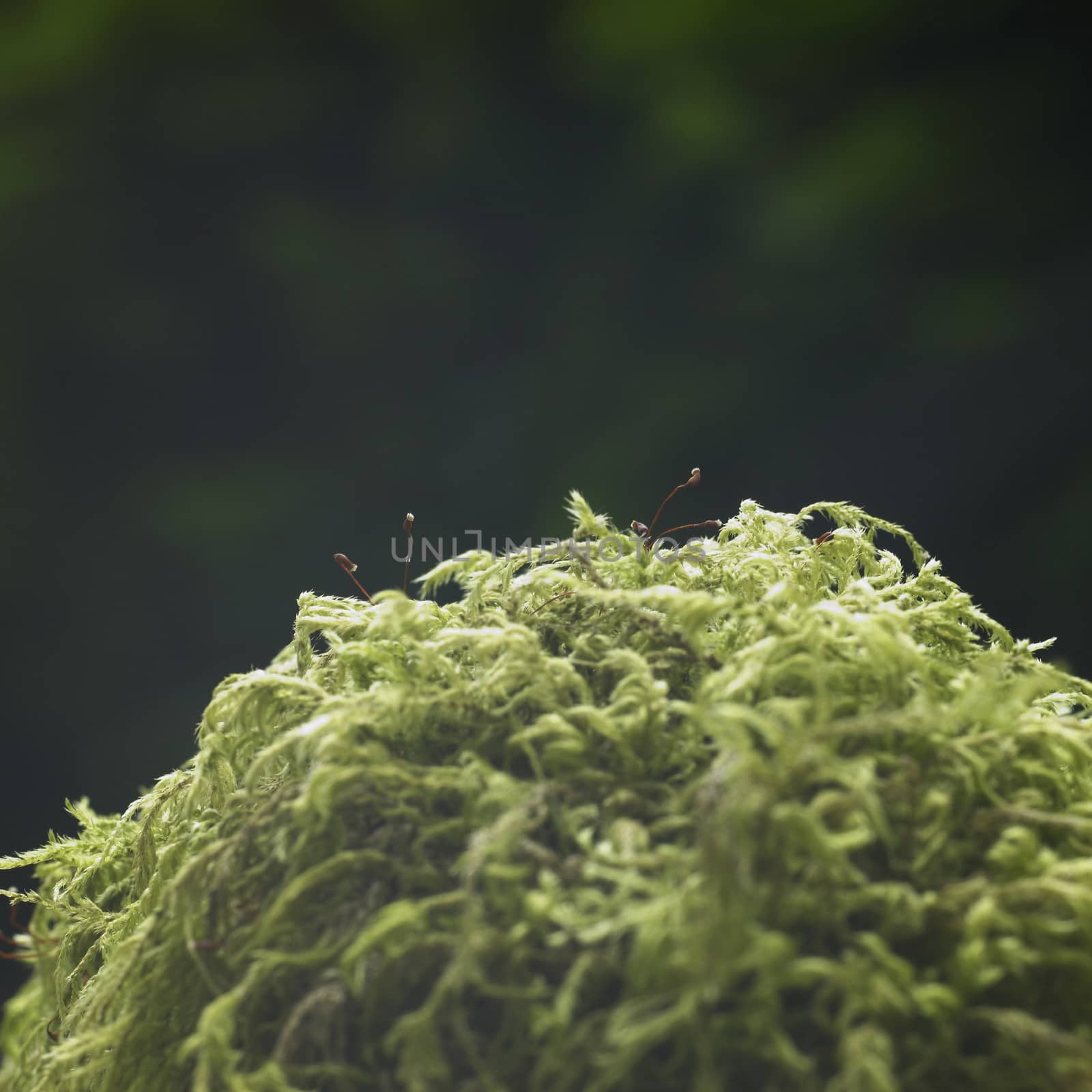 dry ball of green moss