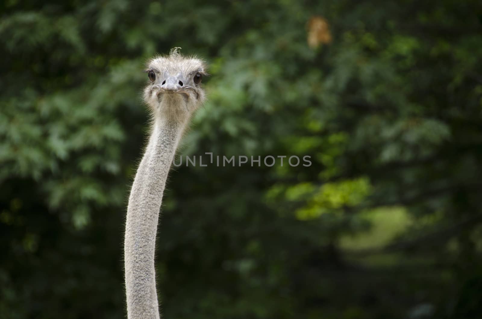 Closeup of Common Ostrich, Struthio camelus with head and neck