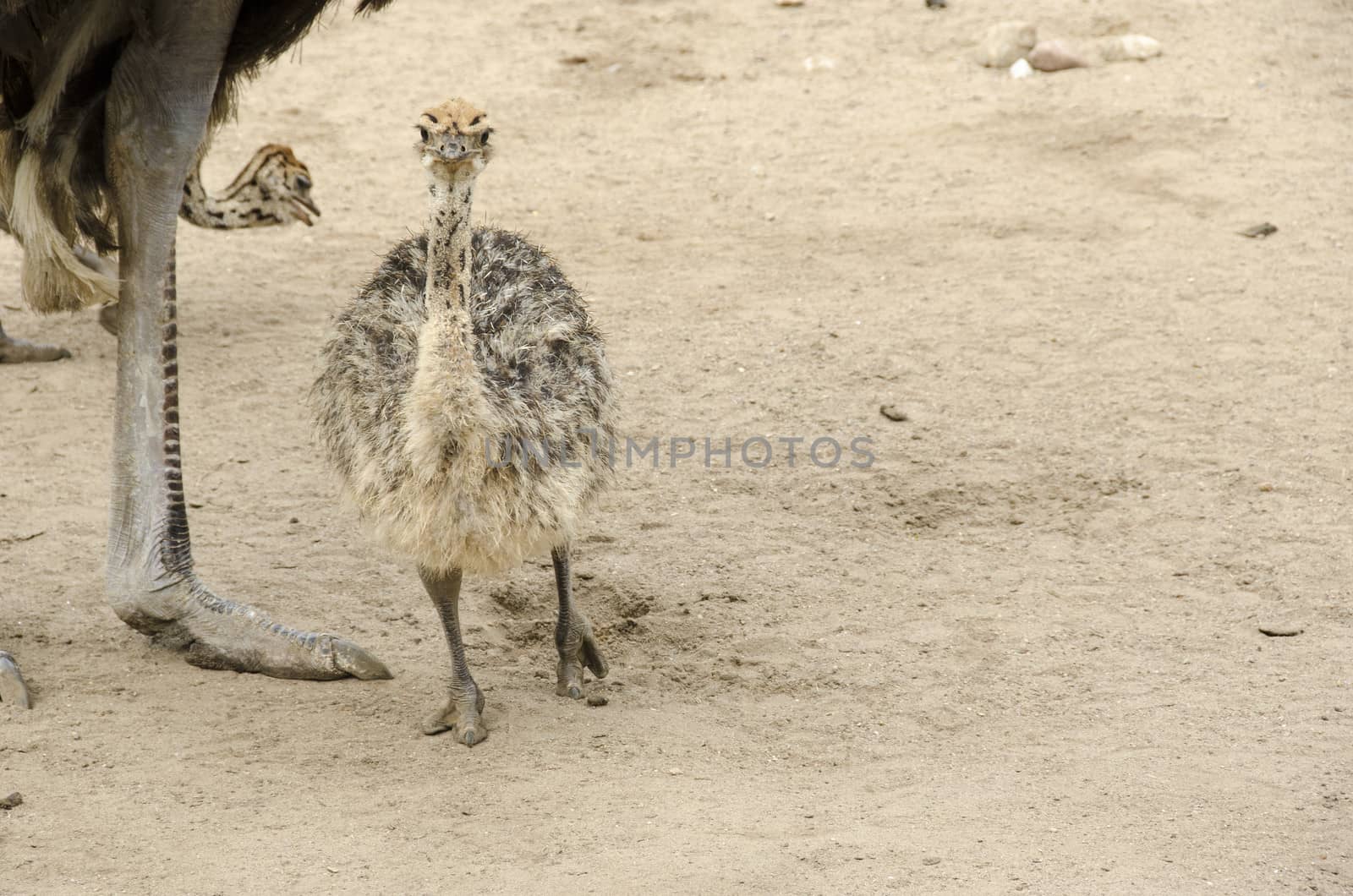 Small cute baby ostrich, Struthio camelus walking on sand