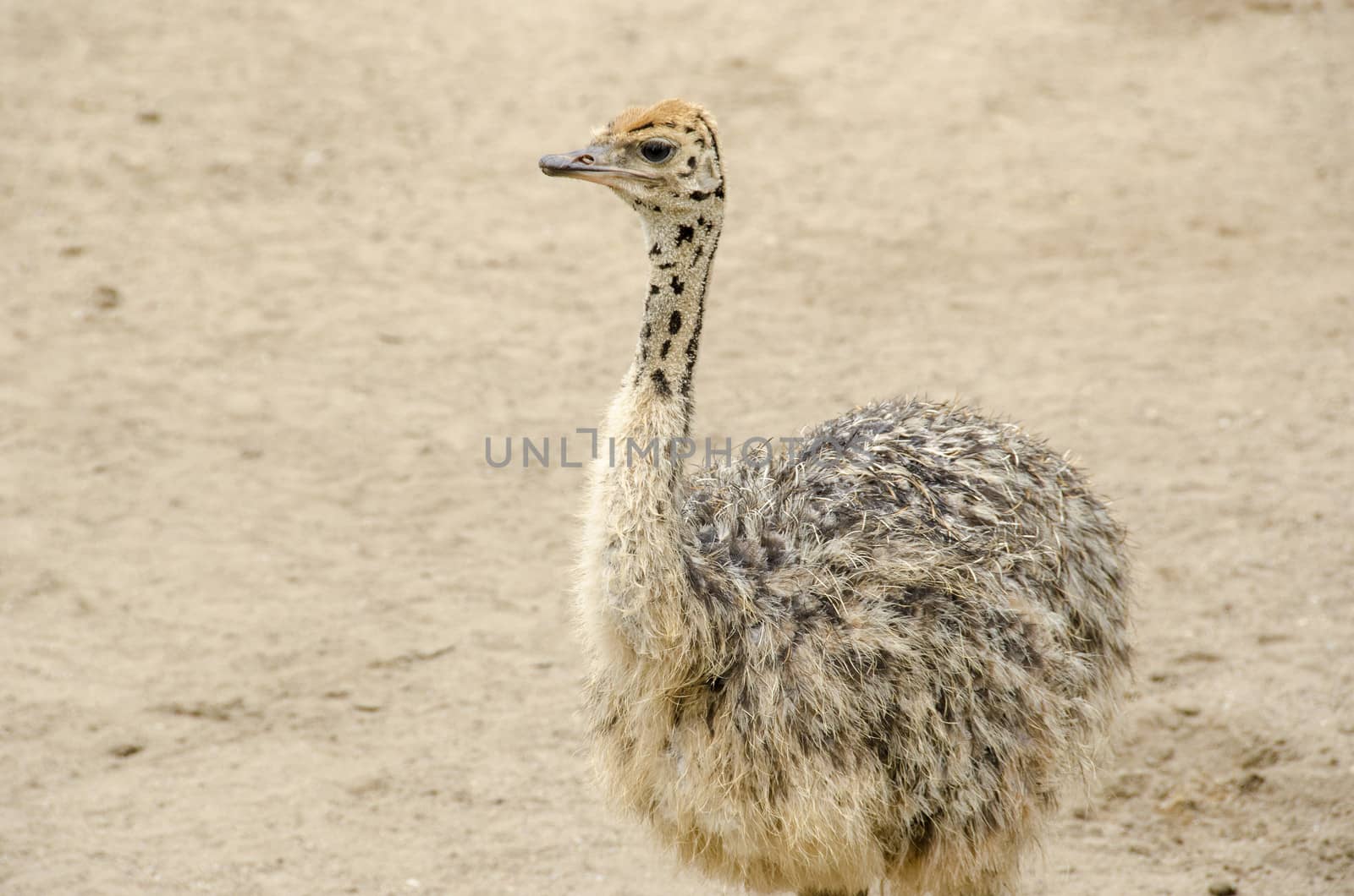 Small cute baby ostrich, Struthio camelus walking on sand