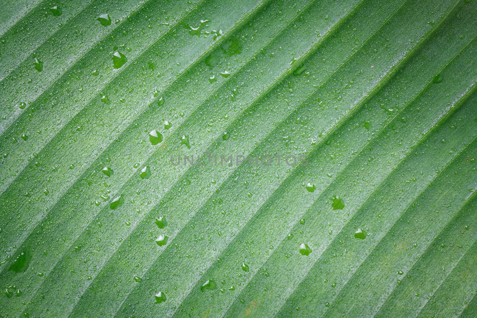 green banana leaf and water drops