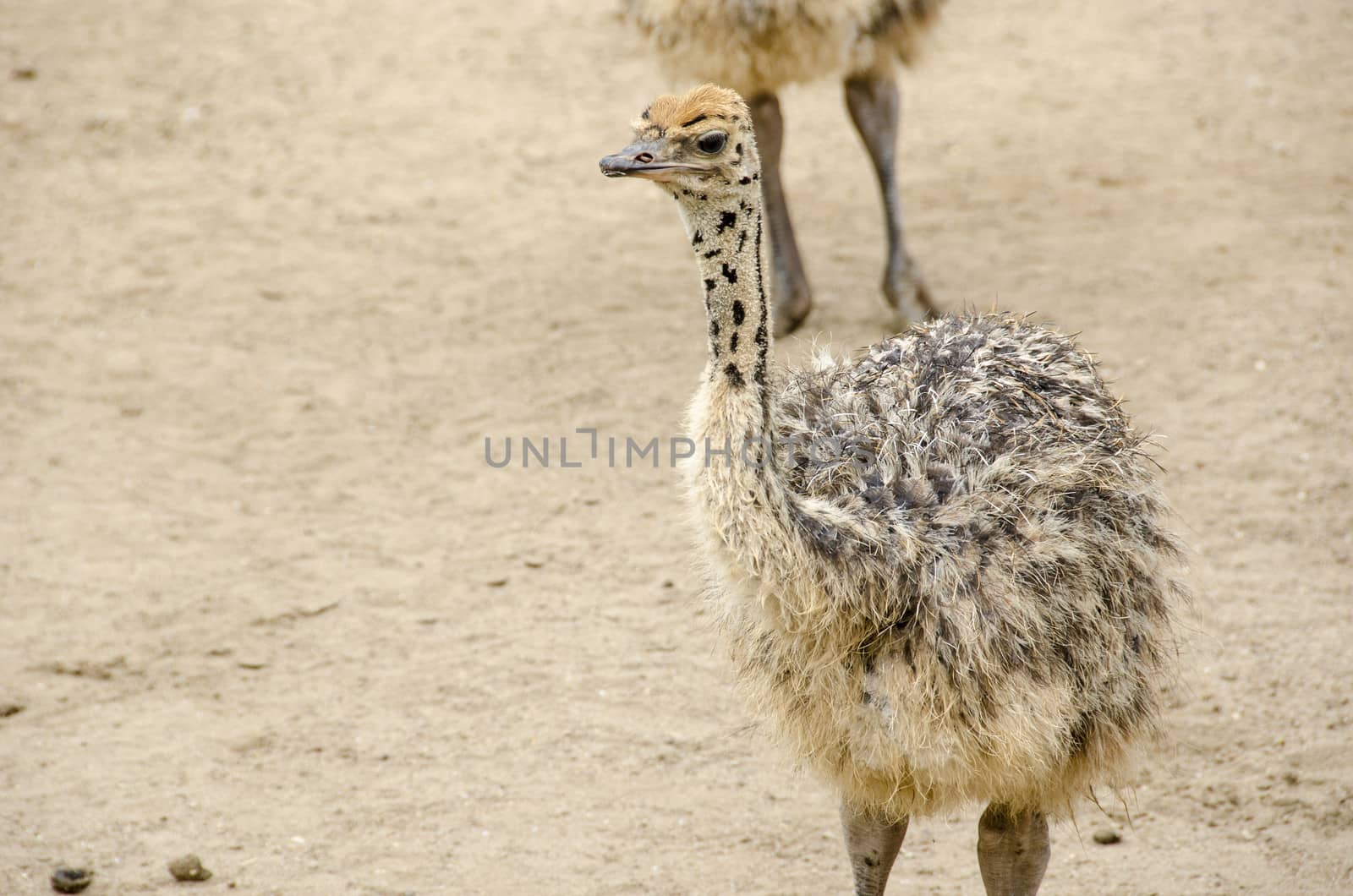 Small cute baby ostrich, Struthio camelus walking on sand