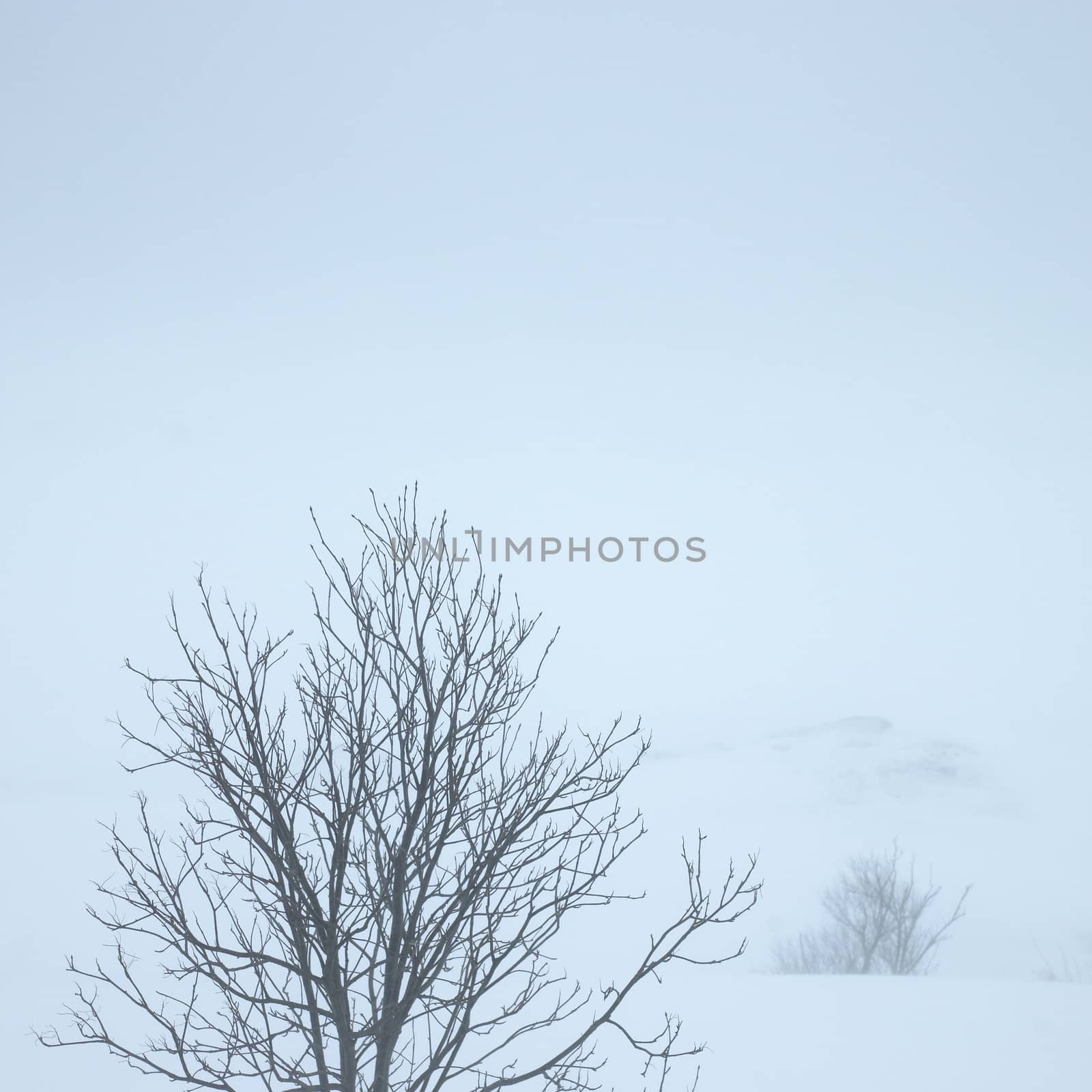 winter trees in cold snow and ice