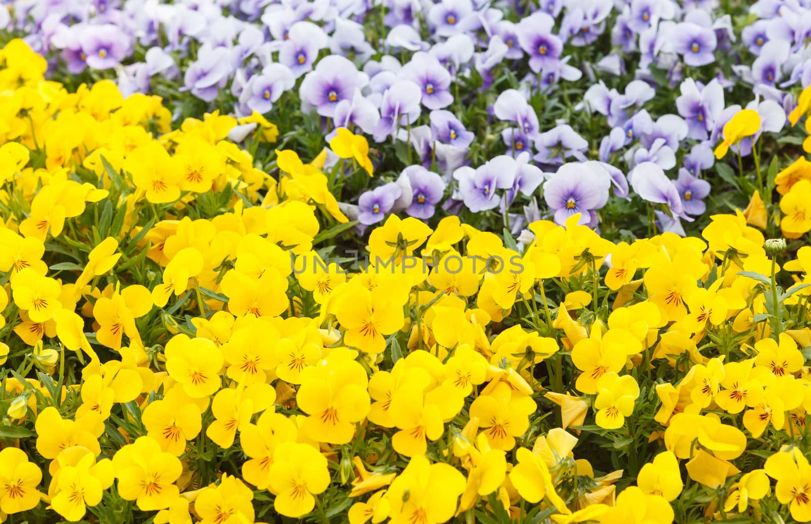spring flowers
